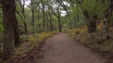 Sonbaharda Madrids Kayın Ormanı 'nda Hayedo de Montejo' da orman yolunda yürüyorum.. 