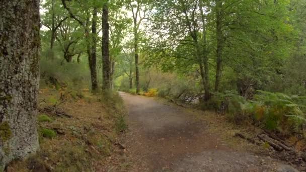 Caminhando Longo Caminho Floresta Floresta Faia Madrids Hayedo Montejo Outono — Vídeo de Stock