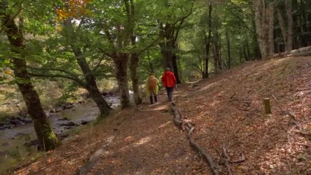 Spaziergang Hinter Zwei Personen Auf Dem Waldweg Madrids Buchenwald Hayedo — Stockvideo