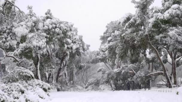 马德里坎波公园的雪地铺满了小径 还有一些倒下的树 松树和冷杉 菲洛梅娜风暴期间的打滚 — 图库视频影像