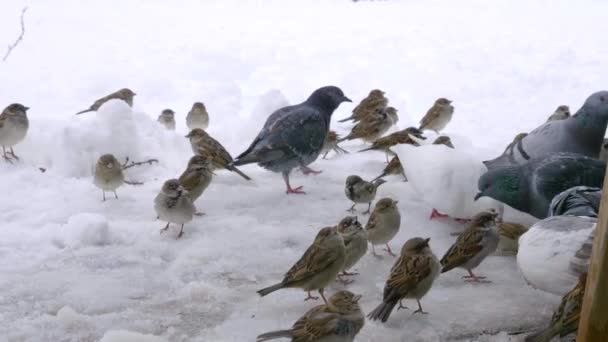 Ptáci Vrabci Holubi Zasněžené Půdě Žádají Jídlo Parku Casa Campo — Stock video