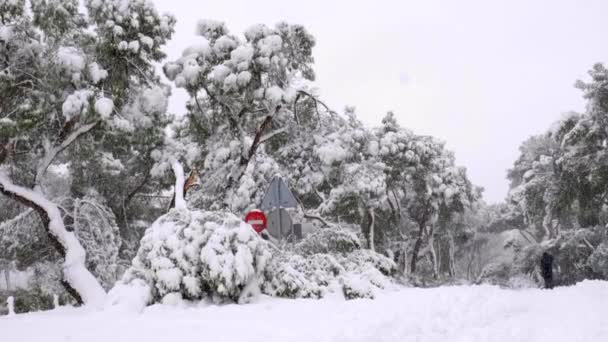 Schneebedeckter Weg Casa Campo Park Madrid Mit Einigen Umgestürzten Bäumen — Stockvideo