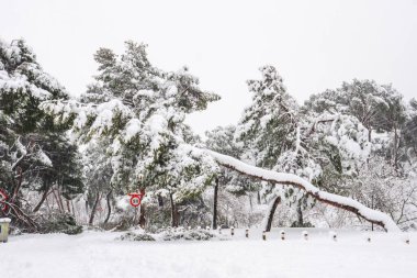  Madrid 'deki Casa de Campo parkında bazı devrilmiş ağaçlar, çamlar ve çukurlarla kaplı patika karla kaplıydı. Filomena fırtınası sırasında kar yağıyor. 