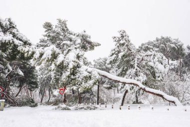  Snow covered path in the Casa de Campo park in Madrid, with some fallen trees, pines and firs. Snowing during the Filomena storm.  clipart