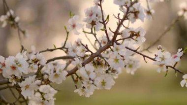 Yakın plan badem çiçeği Madrid 'de gün batımında rüzgarda sallanıyor..