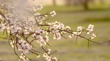 Yakın plan badem çiçeği Madrid 'de gün batımında rüzgarda sallanıyor..