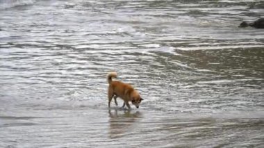 Köpek sahilde su ve kumla oynuyor. İspanya 'nın Asturias şehrinde bu plaja Playa del Aguilar denir..