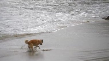 Köpek sahilde su ve kumla oynuyor. İspanya 'nın Asturias şehrinde bu plaja Playa del Aguilar denir..