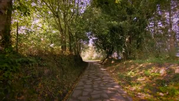 Wandelen Langs Een Pad Het Bos Tussen Bomen Vegetatie Een — Stockvideo