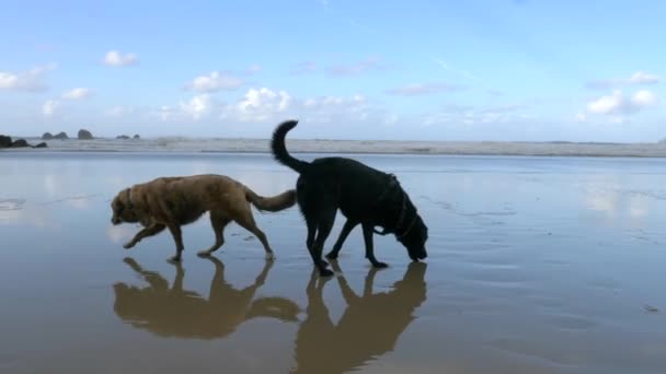 秋の日には岩の多いビーチで空に雲が浮かぶ犬もいます このビーチは スペインのアストゥリアス州のプレヤデルアギラーと呼ばれています — ストック動画