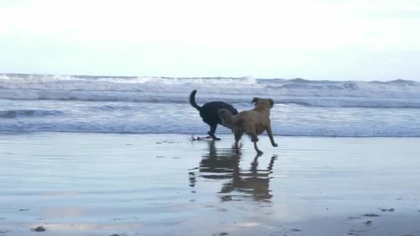 秋の曇りの日にビーチで走ったり遊んだりする犬もいます このビーチは スペインのアストゥリアス州のプレヤデルアギラーと呼ばれています — ストック動画