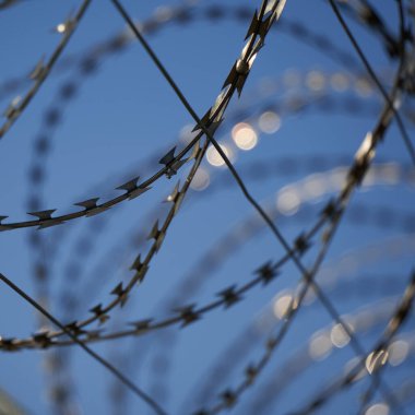 Dikenli telden yakın çekim (Nato tel örgüsü). Mavi üzerine izole edilmiş. Almanya.