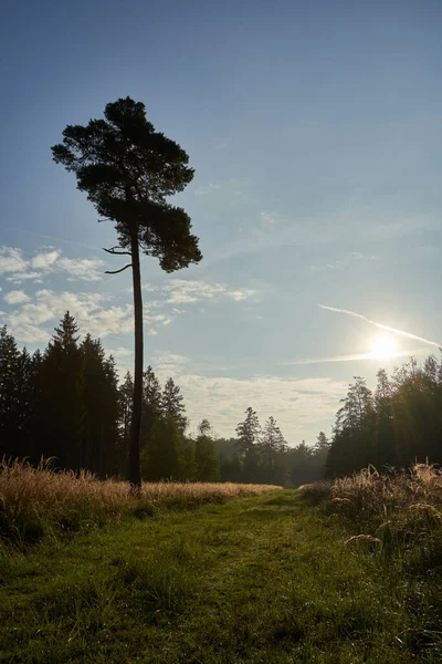 Ormanda gün batımı, mavi gökyüzüne karşı büyük bir çam ağacı çiğ ve yeşil bir patika. Kopyalama uzayı. Almanya