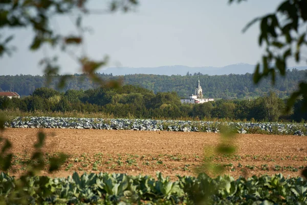 Paisaje Plano Huerta Agrícola Con Repollo Iglesia Blanca Bosque Alemania —  Fotos de Stock