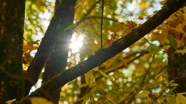 Słońce Świecące Wśród Drzew Jesienią — Zdjęcie stockowe