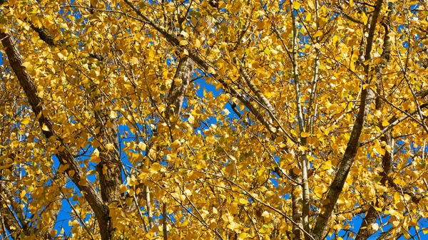 Vista Hacia Arriba Árbol Con Hojas Amarillas Otoño —  Fotos de Stock