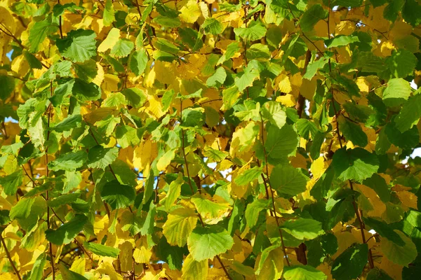 Herbst Blätter Hintergrund Auf Dem Waldbaum — Stockfoto