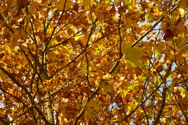 Widok Góry Klon Drzewa Żółtymi Liśćmi — Zdjęcie stockowe