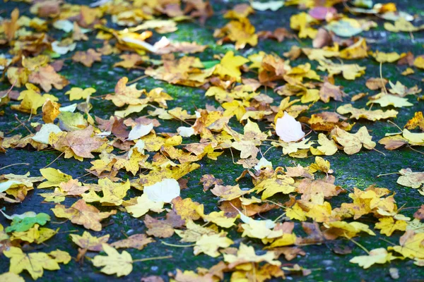 Foglie Autunnali Terra — Foto Stock