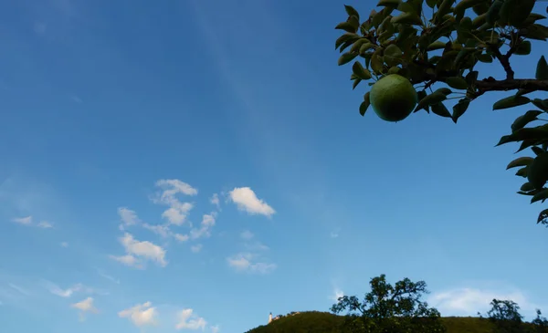 Una Pera Orgánica Pyrus Cuelga Una Rama Árbol Frutal Viejo —  Fotos de Stock