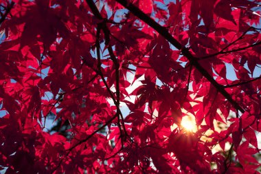 Kasım sonbaharında kırmızı bir Japon akçaağaç yaprağının yapraklarına bakıyor. Güneş yıldızı.                         
