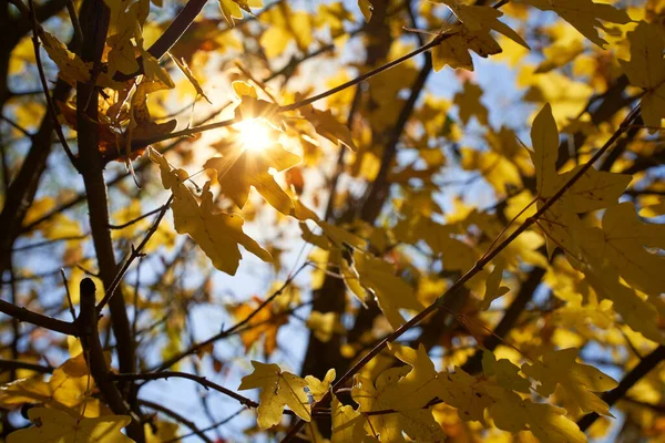 Widok Góry Szczegółu Żółtego Klonu Drzewo Listopadzie Jesieni Gwiazda Słońca — Zdjęcie stockowe