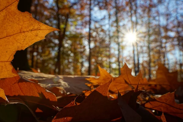 Szczegóły Złotego Liścia Klonu Podłodze Lasu Piękna Gwiazda Słońca Świeci — Zdjęcie stockowe
