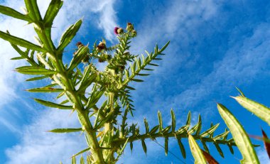 Halka devedikeni (Carduus) yeşil yapraklı büyük bitki ve beyaz bulutlu mavi gökyüzünün önünde keskin dikenler.
