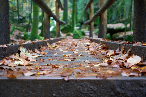 Zbliżenie Drewnianego Mostu Lesie Mokre Jesienne Liście Gładkiej Powierzchni Stwarzają — Zdjęcie stockowe
