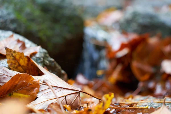 Podzimní Listí Zemi Velké Kameny Pozadí Detailní — Stock fotografie
