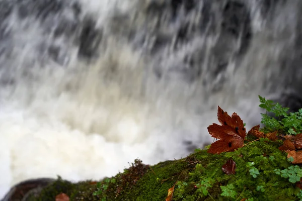 Ładny Wodospad Jesiennym Lesie Widok Bliska — Zdjęcie stockowe