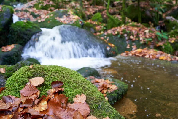 Wodospad Jesiennym Lesie Kamień Mszalny Pierwszym Planie Zbliżenie — Zdjęcie stockowe