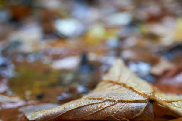 Hojas Húmedas Otoño Suelo Del Bosque Espacio Copia — Foto de Stock