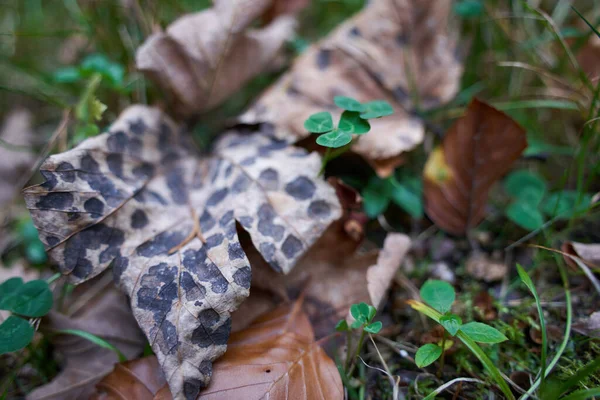 Follaje Invernal Con Manchas Negras Encuentra Entre Las Hojas Trébol — Foto de Stock