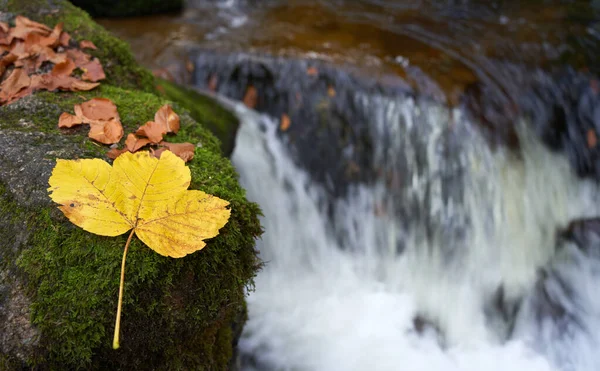 Magnifica Foglia Gialla Una Pietra Muschiata Una Cascata Cascata Sullo — Foto Stock