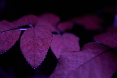 Siyah arka planda mor yapraklar. Yan görünüş. Dekoratif. Hafif boya. seçici odak.