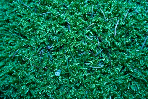 Widok Góry Zielony Oświetlony Mech Podłodze Lasu Tekstura — Zdjęcie stockowe