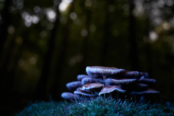 Mushrooms Mild Milkcap Green Mossy Tree Stump Forest Night Plant — Stock Photo, Image