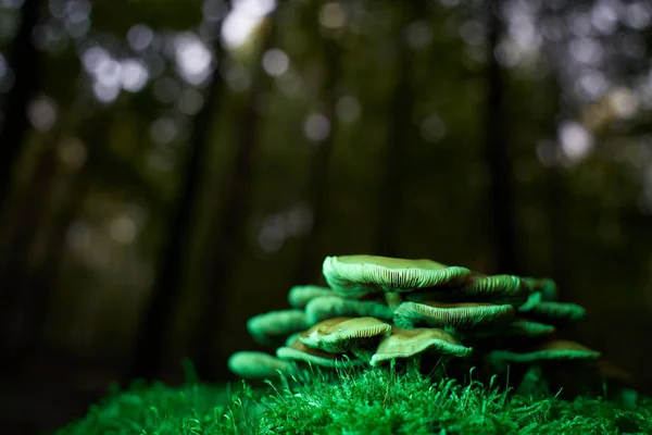 Grzyby Łagodny Milkcap Zielonym Kikucie Drzewa Mszalnego Lesie Nocy Roślina — Zdjęcie stockowe
