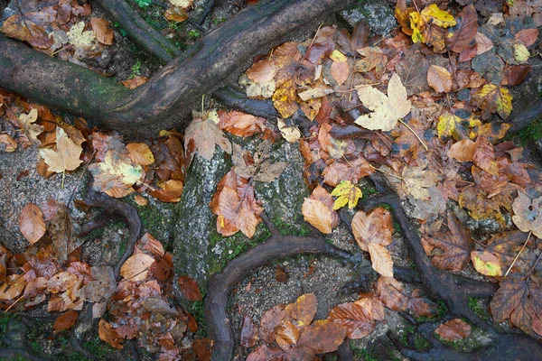 Raízes Árvores Marrons Entre Pedras Chão Floresta Folhas Outono Amarelas — Fotografia de Stock