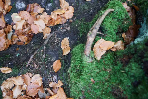 Widok Góry Podłogi Leśnej Jesiennymi Liśćmi Mchem Głębokość Pola — Zdjęcie stockowe