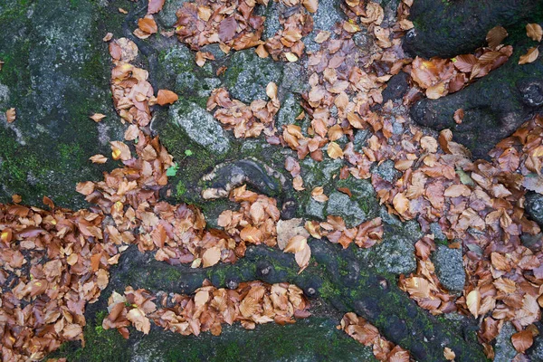 Vista Superior Raízes Árvores Pedras Cinzentas Folhas Marrons — Fotografia de Stock
