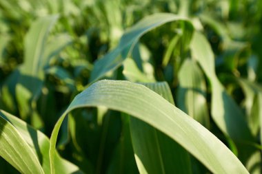 Organik bir Zea mısır bitkisinin yeşil yapraklarını kapatın..