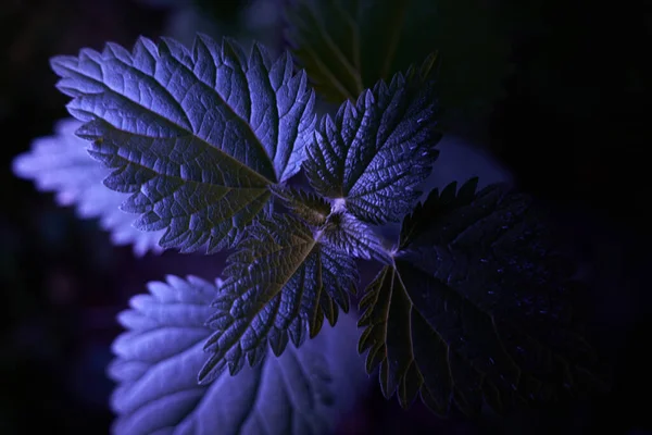 Brennnessel Urtica Von Oben Beleuchtet Dunklem Lila Licht Und Schatten — Stockfoto