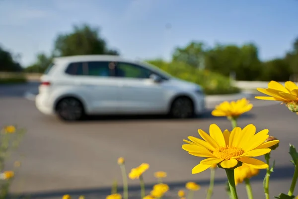 Gelbe Wildblumen Vor Der Kreuzung Kreisverkehr Mit Einem Weißen Fahrenden — Stockfoto