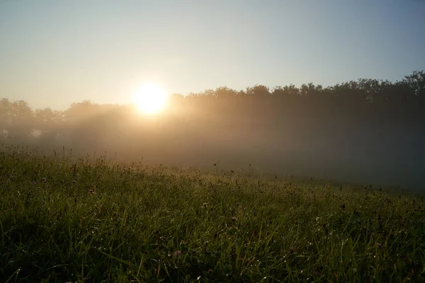 Солнце Встает Лесом Суровый Утренний Летний День Пейзаж Германии — стоковое фото
