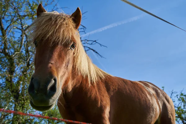 Kůň Hnědý Equus Caballus Zvíře Dívá Přes Elektrický Plot Pastviny — Stock fotografie