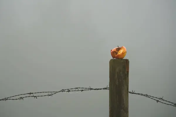 Manzana Podrida Triturada Malus Encuentra Poste Una Cerca Pasto Alambre —  Fotos de Stock