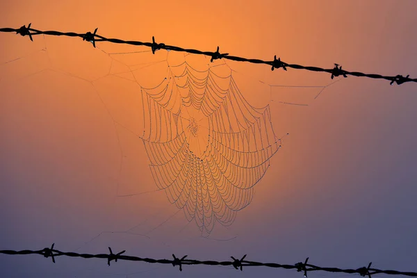 Tela Araña Amanecer Brumoso Entre Valla Alambre Púas Otoño —  Fotos de Stock