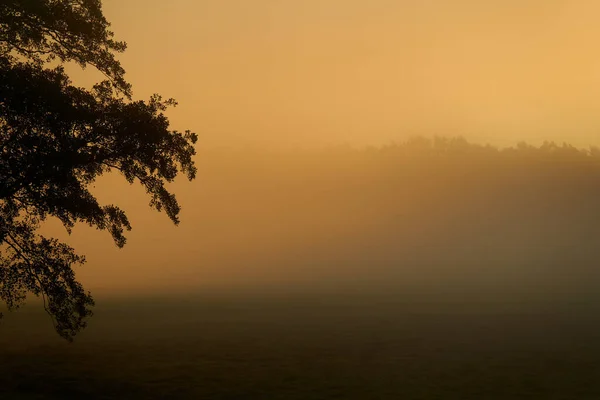Силуэт Дерева Рассвете Туманный Пейзаж Сентябре — стоковое фото